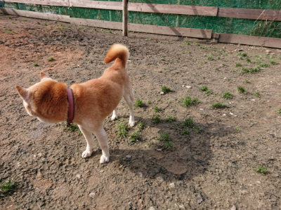f:id:roukenhome-ann:20190225125645j:plain
