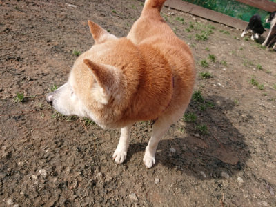 f:id:roukenhome-ann:20190225134302j:plain