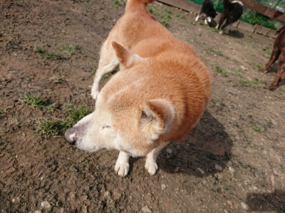 f:id:roukenhome-ann:20190225134308j:plain