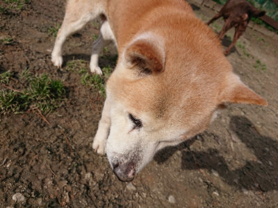 f:id:roukenhome-ann:20190225134342j:plain
