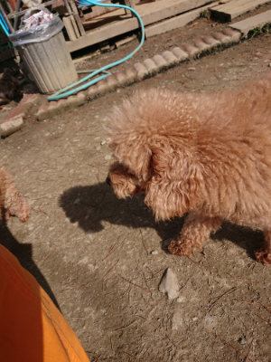 f:id:roukenhome-ann:20190225134702j:plain