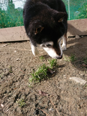 f:id:roukenhome-ann:20190225135950j:plain