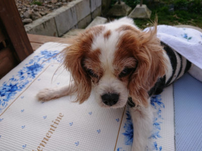 f:id:roukenhome-ann:20190226064424j:plain