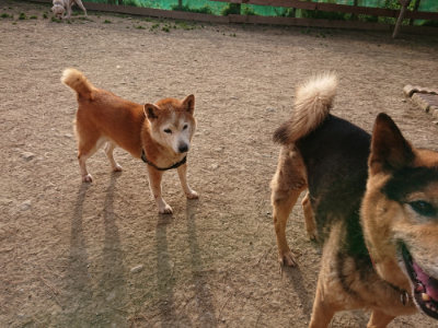 f:id:roukenhome-ann:20190226064553j:plain