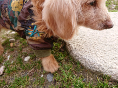 f:id:roukenhome-ann:20190226071450j:plain