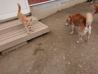 f:id:roukenhome-ann:20190227192558j:plain f:id:roukenhome-ann:20190227192558j:plain