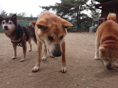 f:id:roukenhome-ann:20190227192621j:plain f:id:roukenhome-ann:20190227192621j:plain