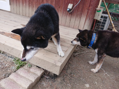 f:id:roukenhome-ann:20190227193303j:plain f:id:roukenhome-ann:20190227193303j:plain
