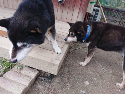 f:id:roukenhome-ann:20190227193309j:plain f:id:roukenhome-ann:20190227193309j:plain