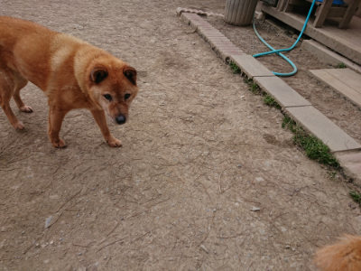 f:id:roukenhome-ann:20190227193351j:plain f:id:roukenhome-ann:20190227193351j:plain