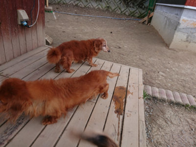 f:id:roukenhome-ann:20190227193643j:plain f:id:roukenhome-ann:20190227193643j:plain