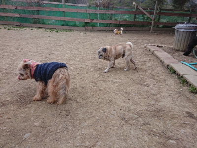 f:id:roukenhome-ann:20190227193826j:plain f:id:roukenhome-ann:20190227193826j:plain