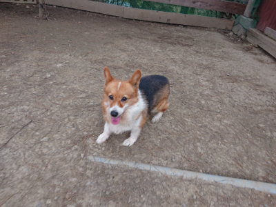 f:id:roukenhome-ann:20190227195224j:plain f:id:roukenhome-ann:20190227195224j:plain