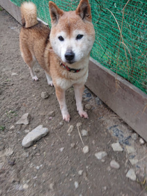 f:id:roukenhome-ann:20190227201651j:plain f:id:roukenhome-ann:20190227201651j:plain