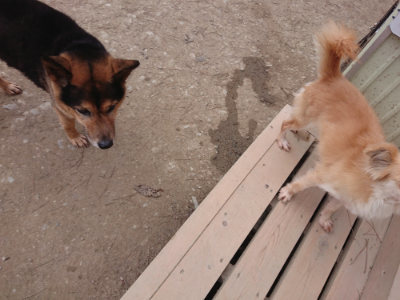 f:id:roukenhome-ann:20190227201720j:plain f:id:roukenhome-ann:20190227201720j:plain