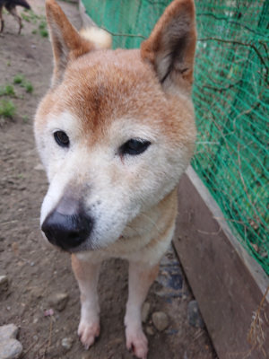 f:id:roukenhome-ann:20190227201751j:plain f:id:roukenhome-ann:20190227201751j:plain