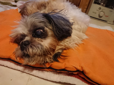 f:id:roukenhome-ann:20190228133932j:plain f:id:roukenhome-ann:20190228133932j:plain