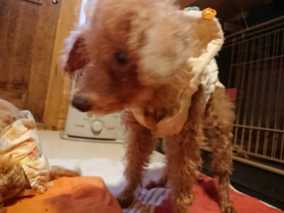 f:id:roukenhome-ann:20190228133947j:plain f:id:roukenhome-ann:20190228133947j:plain
