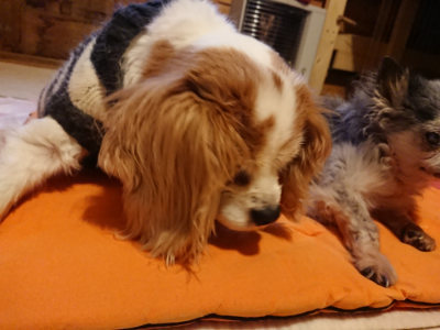 f:id:roukenhome-ann:20190228134006j:plain f:id:roukenhome-ann:20190228134006j:plain