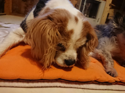 f:id:roukenhome-ann:20190228134011j:plain f:id:roukenhome-ann:20190228134011j:plain