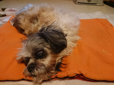f:id:roukenhome-ann:20190228134040j:plain f:id:roukenhome-ann:20190228134040j:plain