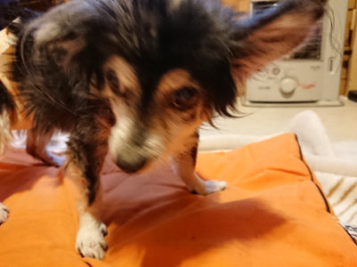 f:id:roukenhome-ann:20190228134325j:plain f:id:roukenhome-ann:20190228134325j:plain