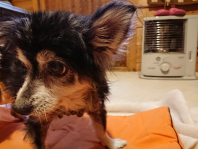 f:id:roukenhome-ann:20190228134350j:plain f:id:roukenhome-ann:20190228134350j:plain
