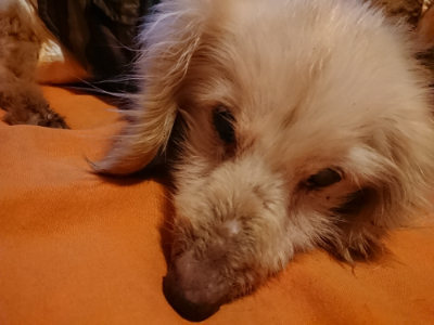 f:id:roukenhome-ann:20190228134407j:plain f:id:roukenhome-ann:20190228134407j:plain