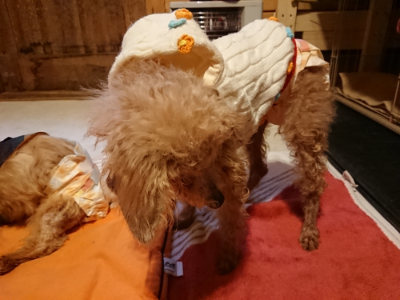 f:id:roukenhome-ann:20190228134419j:plain f:id:roukenhome-ann:20190228134419j:plain