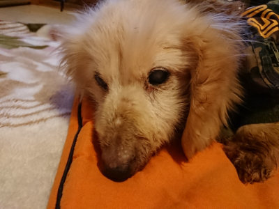 f:id:roukenhome-ann:20190228134437j:plain f:id:roukenhome-ann:20190228134437j:plain