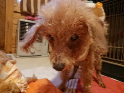 f:id:roukenhome-ann:20190228134458j:plain f:id:roukenhome-ann:20190228134458j:plain