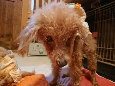 f:id:roukenhome-ann:20190228134503j:plain f:id:roukenhome-ann:20190228134503j:plain