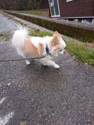 f:id:roukenhome-ann:20190228134516j:plain f:id:roukenhome-ann:20190228134516j:plain