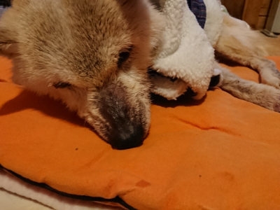 f:id:roukenhome-ann:20190228134520j:plain f:id:roukenhome-ann:20190228134520j:plain