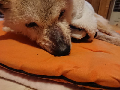 f:id:roukenhome-ann:20190228134526j:plain f:id:roukenhome-ann:20190228134526j:plain