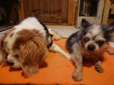 f:id:roukenhome-ann:20190228135127j:plain f:id:roukenhome-ann:20190228135127j:plain