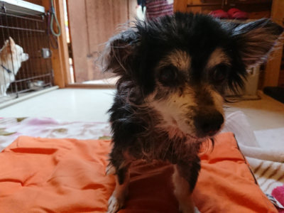 f:id:roukenhome-ann:20190228135148j:plain f:id:roukenhome-ann:20190228135148j:plain