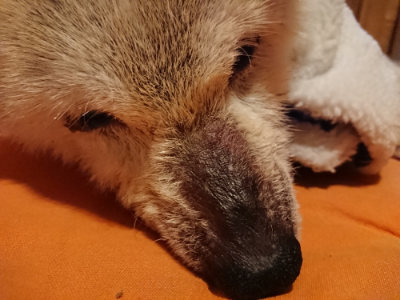 f:id:roukenhome-ann:20190228135159j:plain f:id:roukenhome-ann:20190228135159j:plain