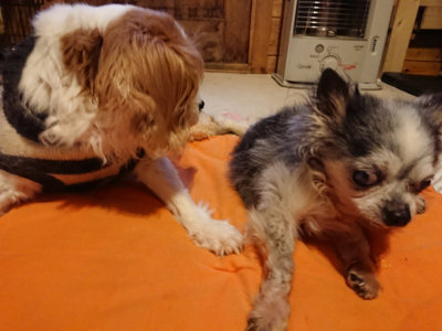 f:id:roukenhome-ann:20190228135205j:plain f:id:roukenhome-ann:20190228135205j:plain