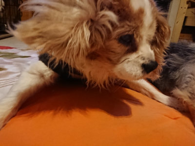 f:id:roukenhome-ann:20190228135217j:plain f:id:roukenhome-ann:20190228135217j:plain