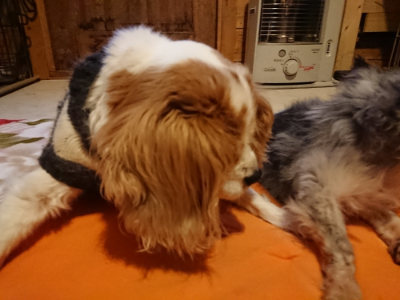 f:id:roukenhome-ann:20190228135226j:plain f:id:roukenhome-ann:20190228135226j:plain