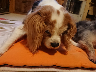 f:id:roukenhome-ann:20190228135235j:plain f:id:roukenhome-ann:20190228135235j:plain