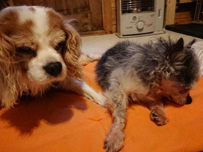 f:id:roukenhome-ann:20190228135240j:plain f:id:roukenhome-ann:20190228135240j:plain