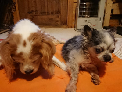 f:id:roukenhome-ann:20190228135245j:plain f:id:roukenhome-ann:20190228135245j:plain