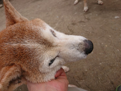 f:id:roukenhome-ann:20190303202314j:plain