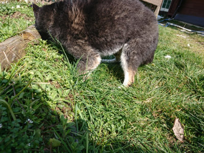 f:id:roukenhome-ann:20190306053436j:plain