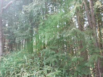 f:id:roukenhome-ann:20190306053441j:plain