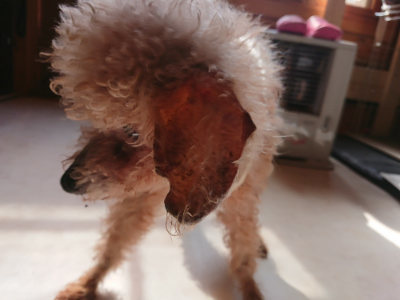 f:id:roukenhome-ann:20190306053514j:plain