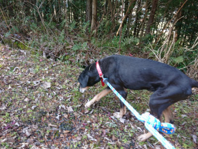 f:id:roukenhome-ann:20190306053542j:plain