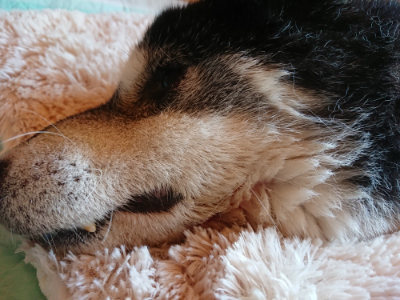 f:id:roukenhome-ann:20190306053558j:plain